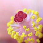 Stempel des Hibiscus