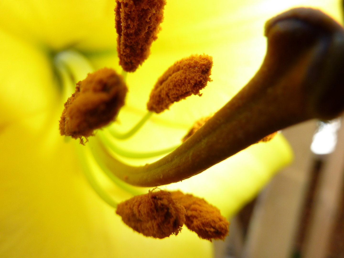 Stempel einer Blume Foto & Bild | pflanzen, pilze & flechten, blüten- & kleinpflanzen, natur ...