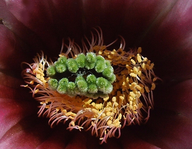 Stempel einer Echinocereusblüte - ohne Worte