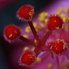 Stempel einer Hibiskus-Blüte