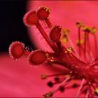 Stempel einer Hibiskusblüte