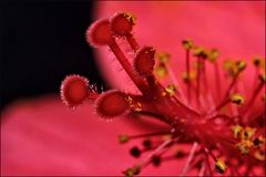 Stempel einer Hibiskusblüte