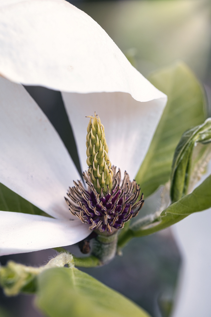 Stempel einer Magnolienblüte