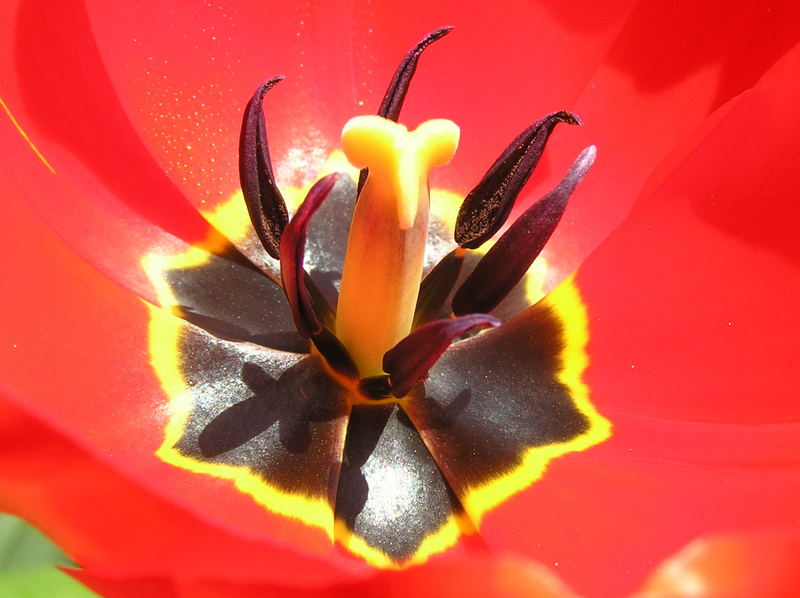 " STEMPEL EINER TULPE "