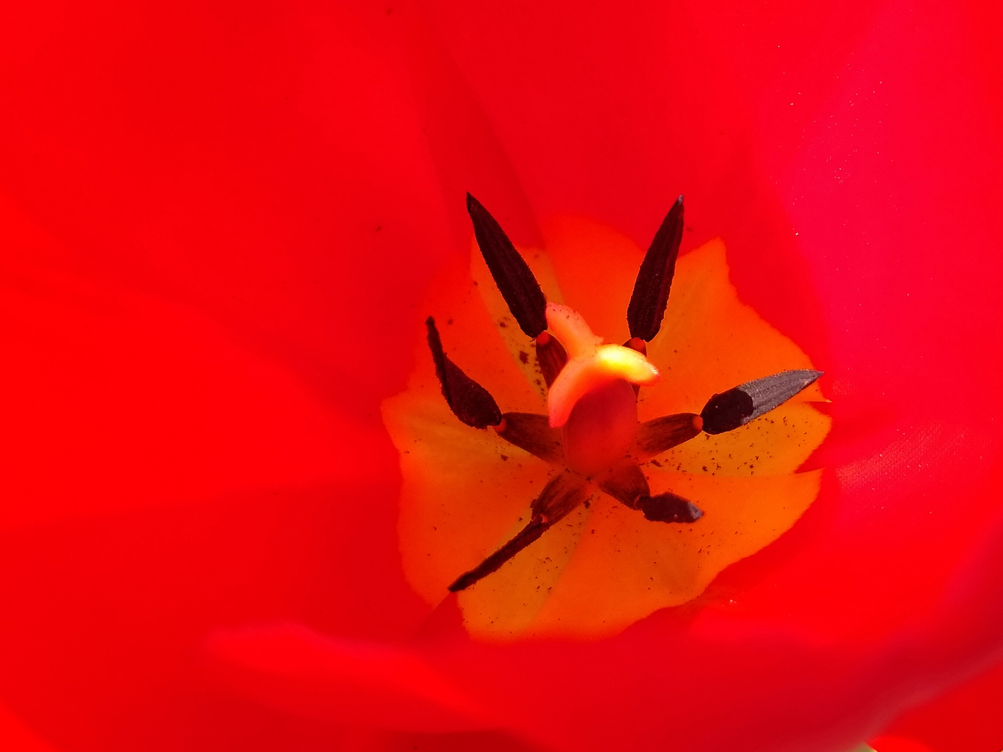 Stempel einer Tulpenblüte