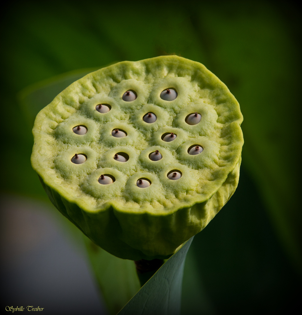 Stempel einer verblühten Lotusblüte