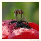 Stempel einer verwelkten Mohnblume