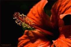 Stempel eines Hibiskus