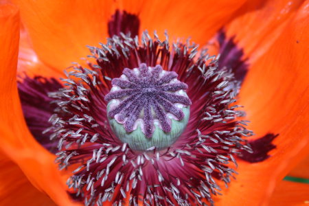 Stempel Mohn