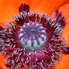 Stempel Mohn