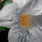 Stempel spiegelung im Wassertropfen