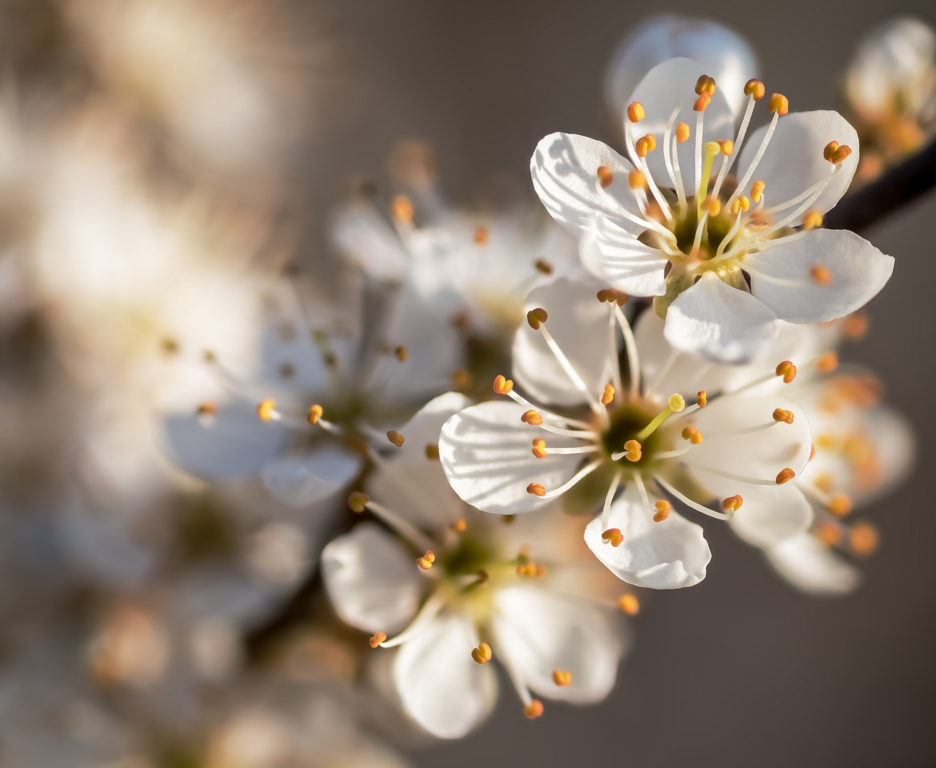 Stempel und Pollen