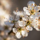 Stempel und Pollen