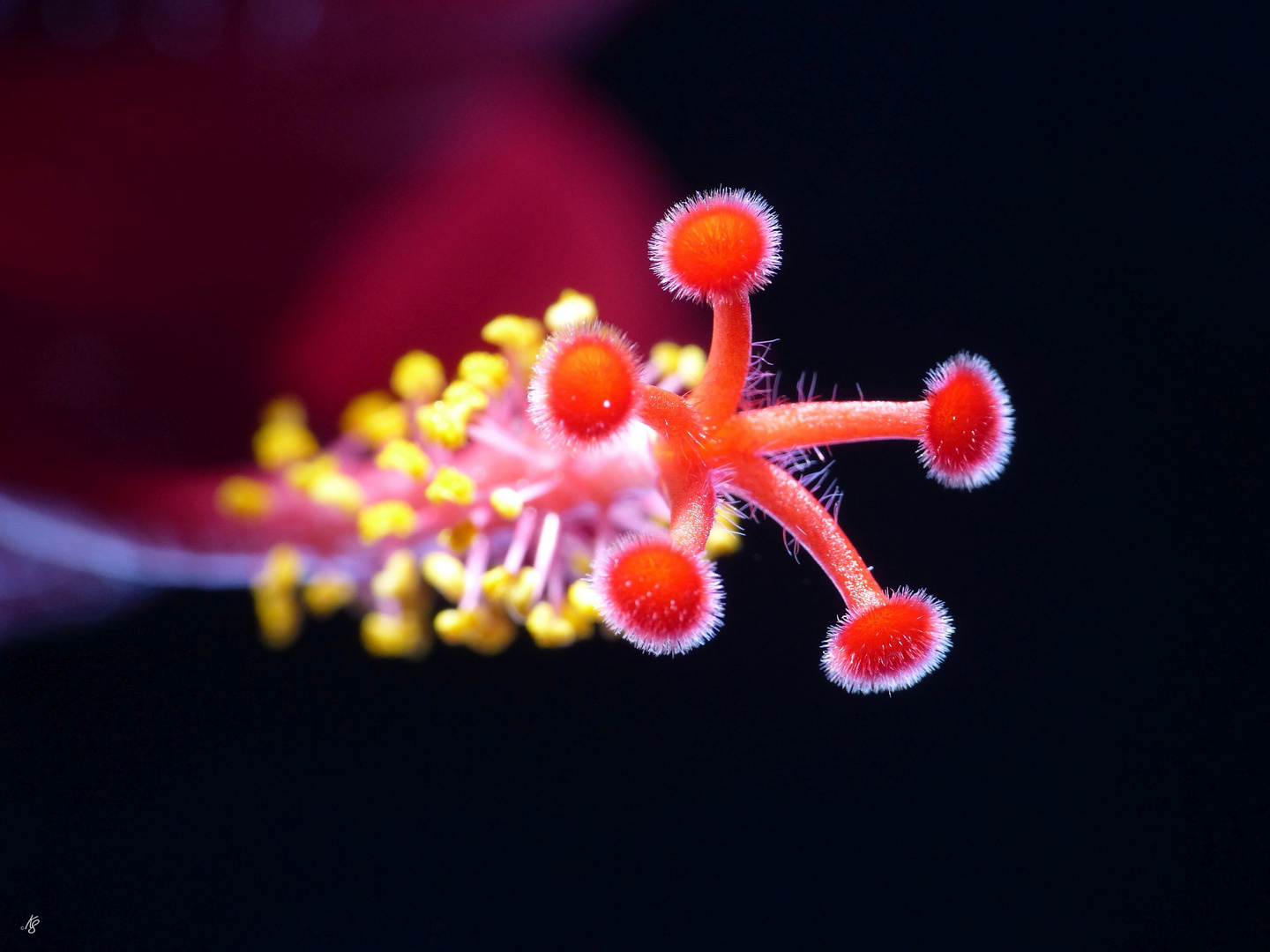 Stempel und Pollen 2