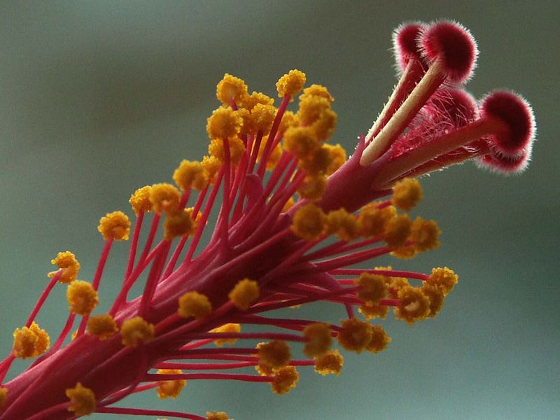 Stempel und Staubbeutel der Hibiskusblüte