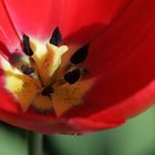Stempel und Staubgefäße einer Tulpe