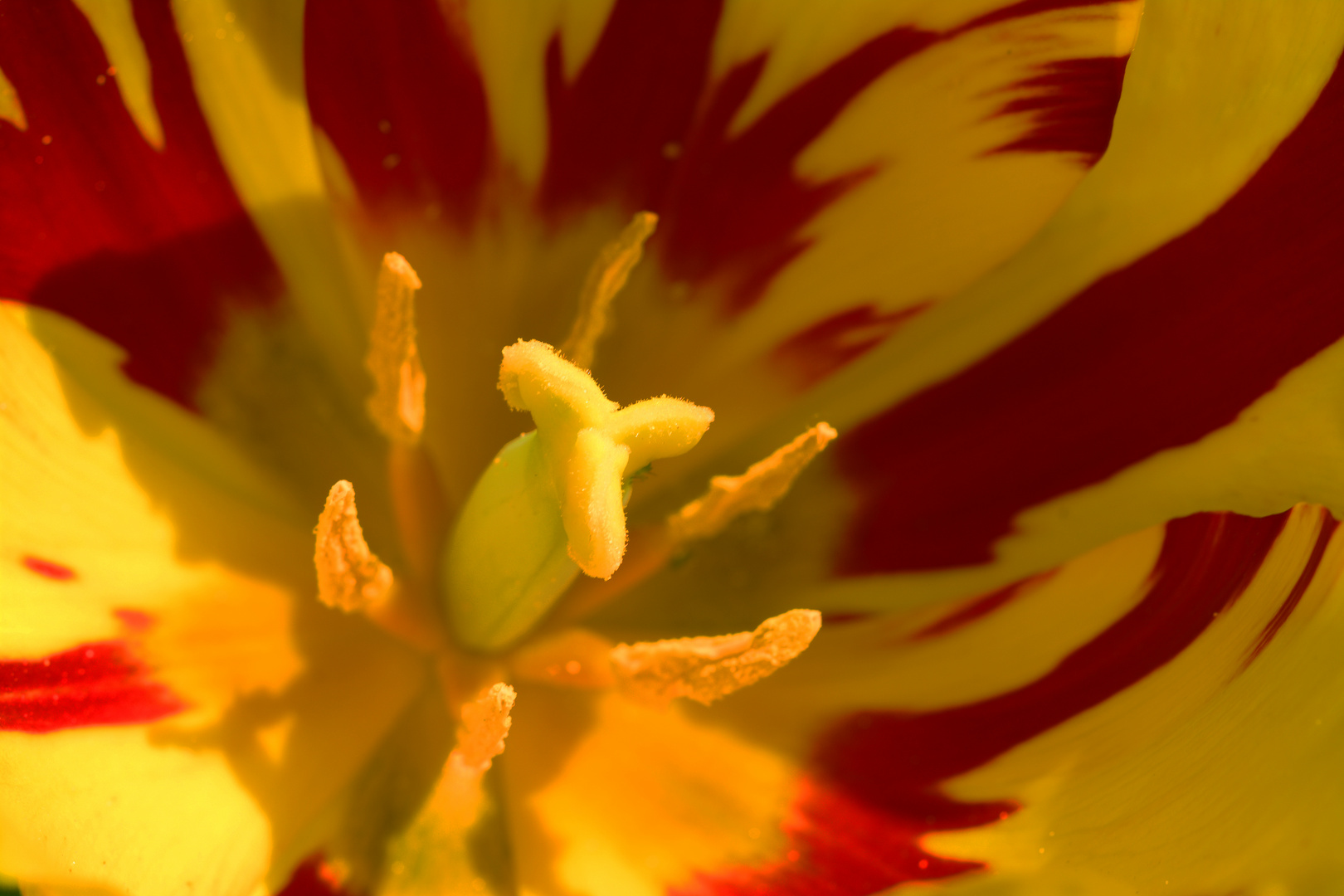 Stempel und Staubgefäße in der Tulpenblüte