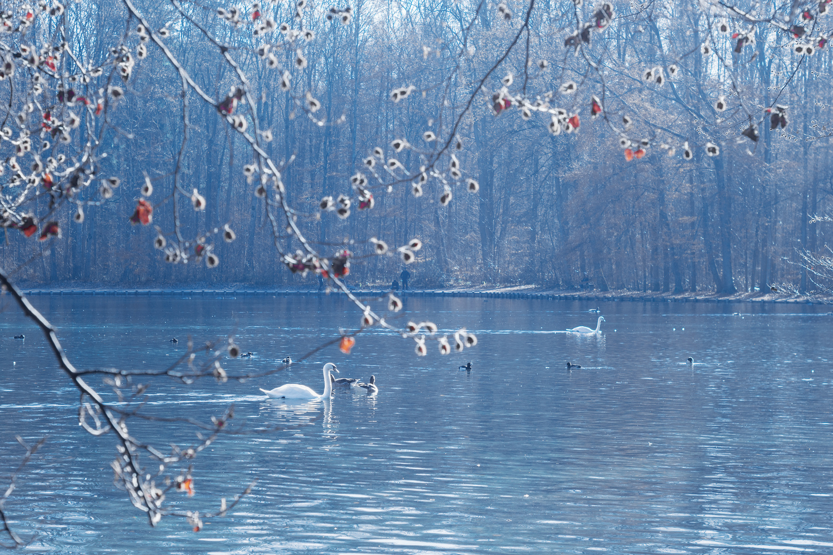 Stempflesee oder Schwanensee?