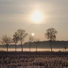 Stemwede in einem besonderen Licht