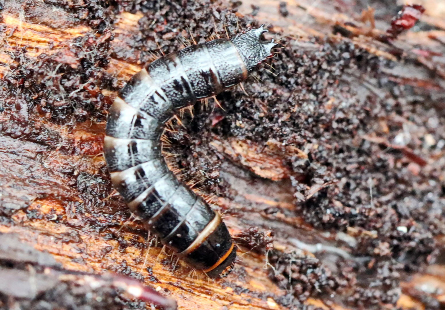 Stenagostus rhombeus,ein Schnellkäfer + 2 Bilder