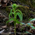 Stendelwurz - Epipactis