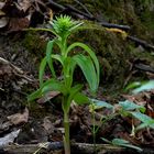 Stendelwurz - Epipactis