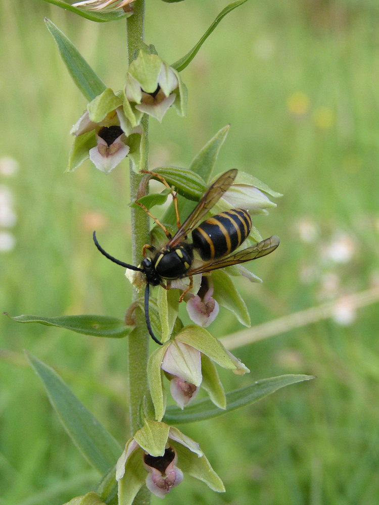 Stendelwurz