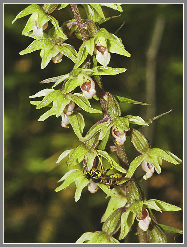 Stendelwurz mit Wespen-Besuch