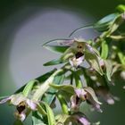 Stendelwurzblüten