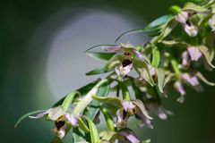 Stendelwurzblüten