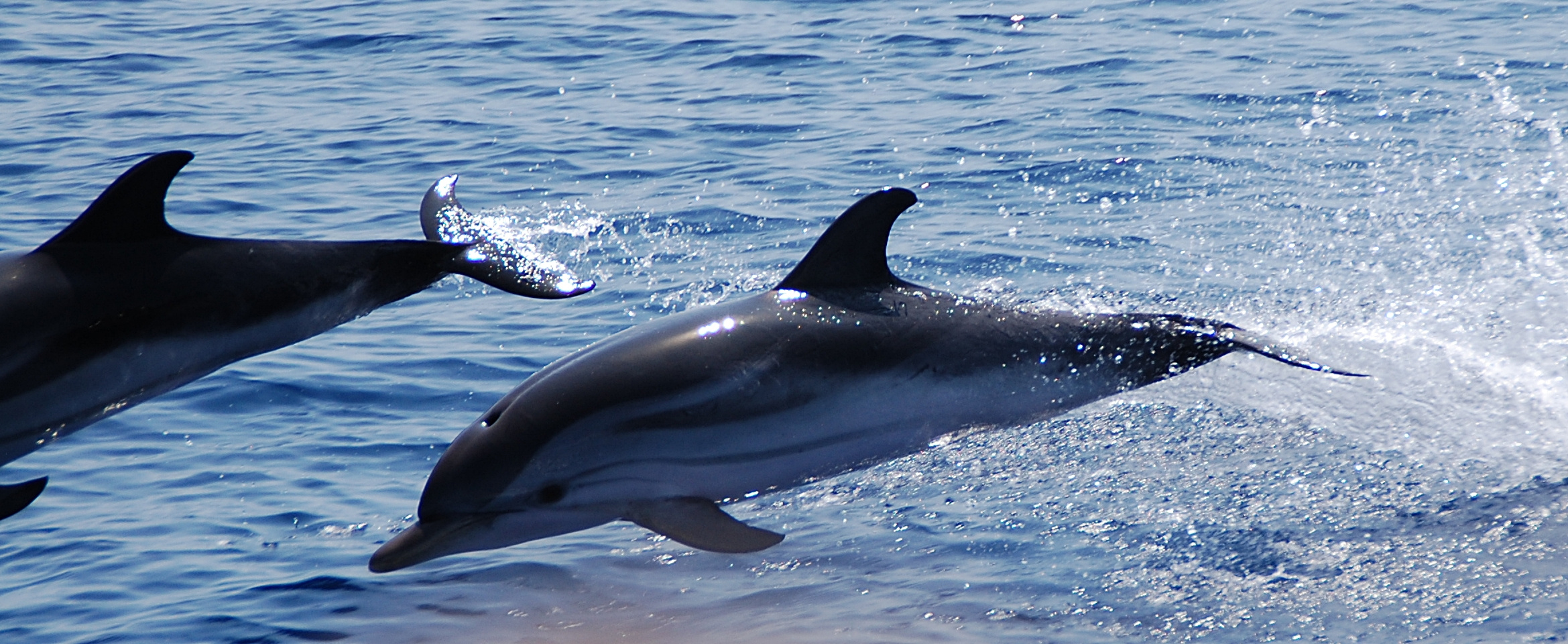Stenella striata, Blau-Weißer Delfin - Italienische Küste ...