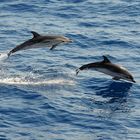 Stenelle striate al largo(ma tanto) di Sanremo