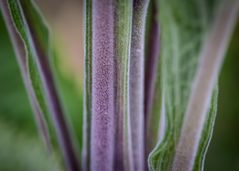 Stengel-Close-up