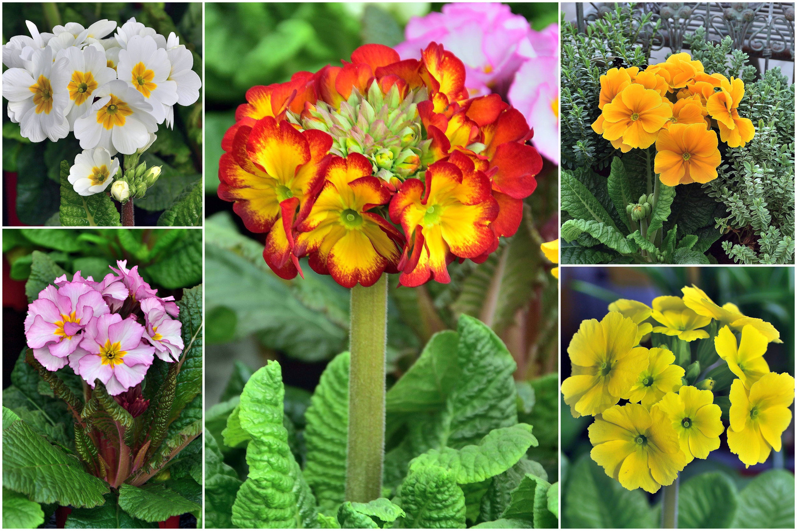 Stengel Primeln zum Blumen - Mittwoch