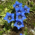 Stengelloser Enzian, Gentiana acaulis