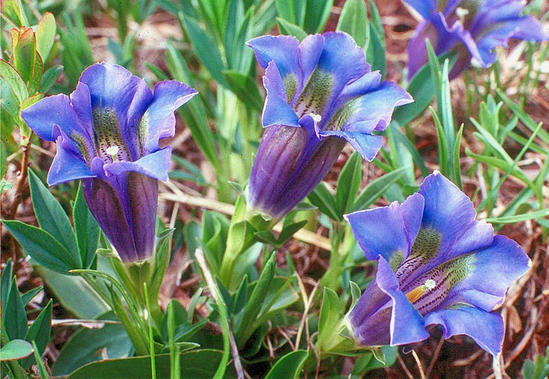 Stengelloser Enzian ( gentiana acaulis )