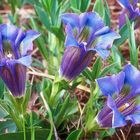 Stengelloser Enzian ( gentiana acaulis )