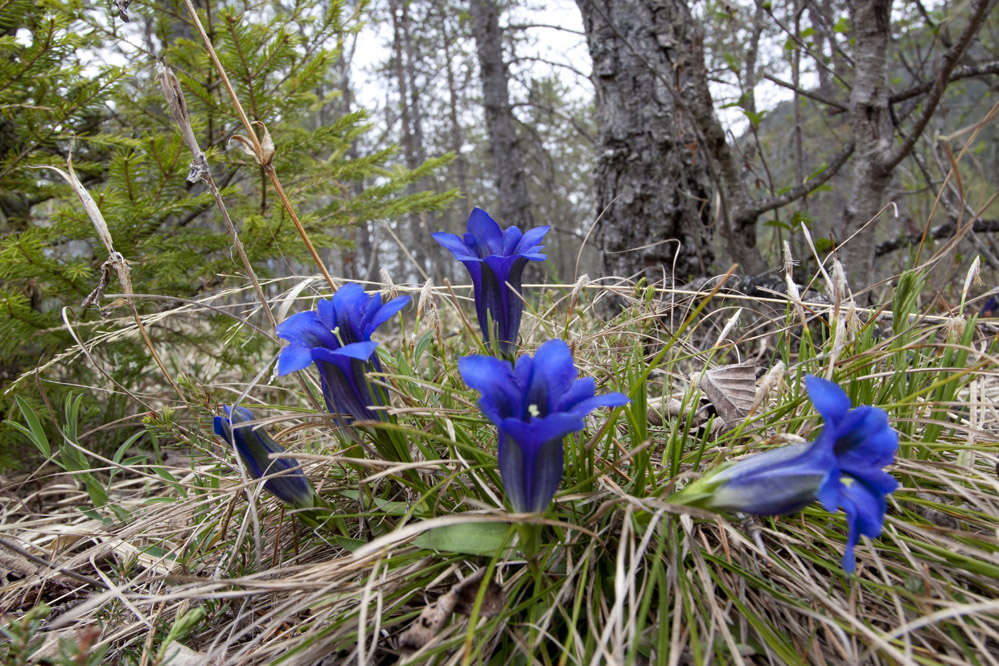 Stengelloser Enzian (Gentiana clusii)