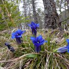 Stengelloser Enzian (Gentiana clusii)