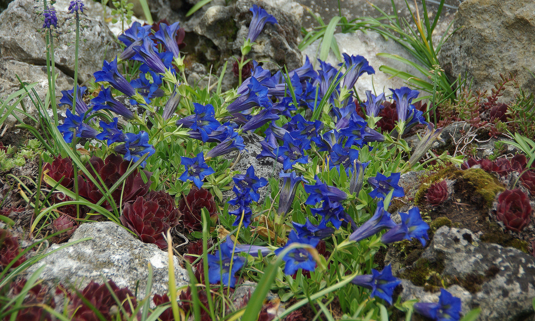 Stengelloser Enzian ( Gentiana clusii )