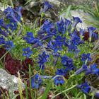 Stengelloser Enzian ( Gentiana clusii )