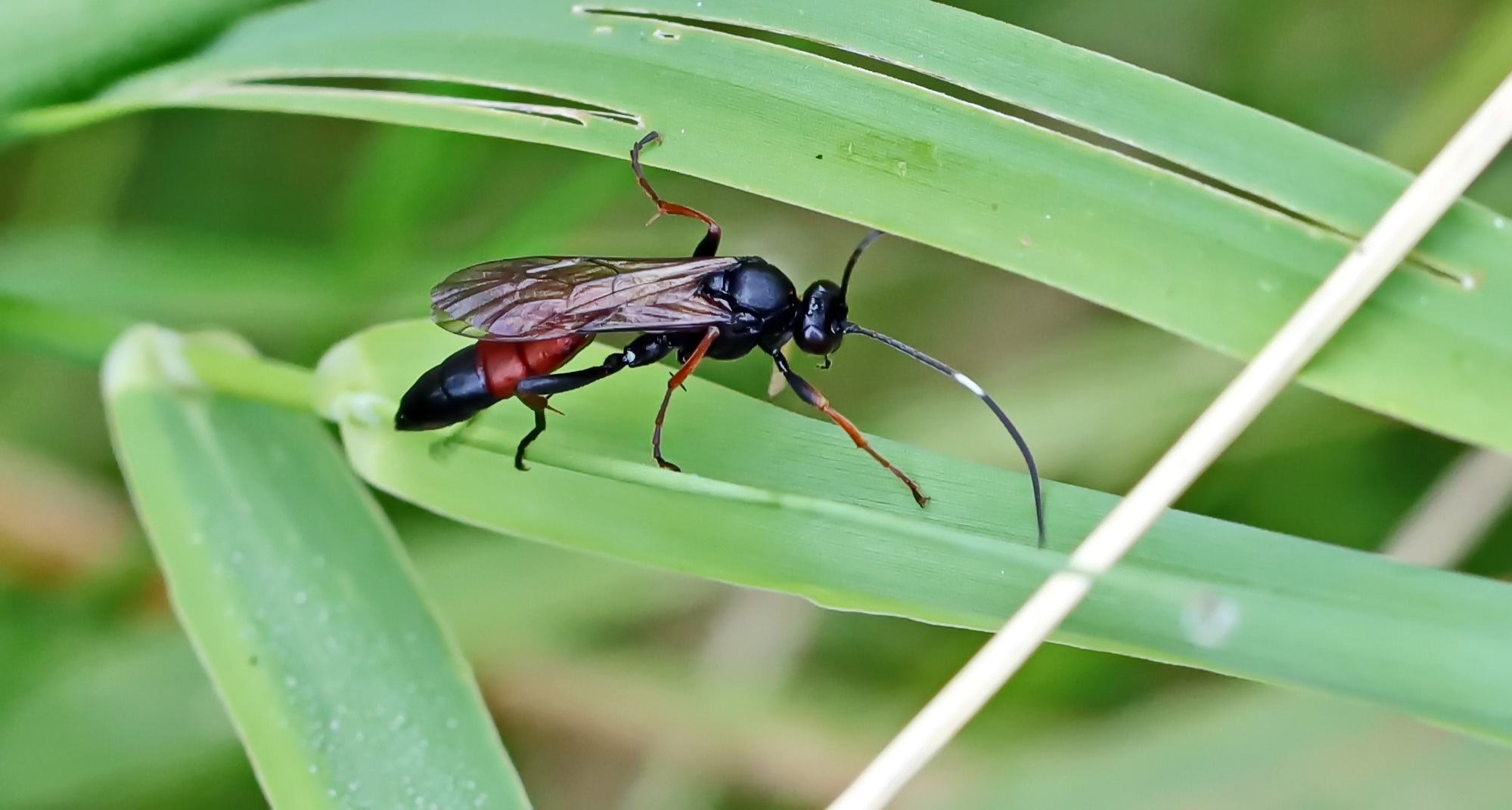 Stenichneumon culpator