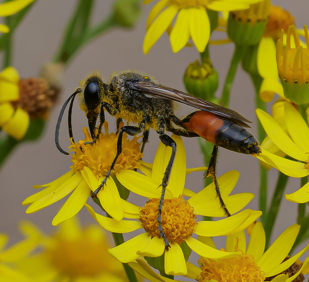 Stenichneumon culpator_Schlupfwespe