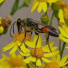 Stenichneumon culpator_Schlupfwespe