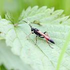 Stenichneumon culpator,Weibchen