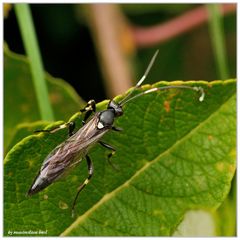 Stenichneumon militarius