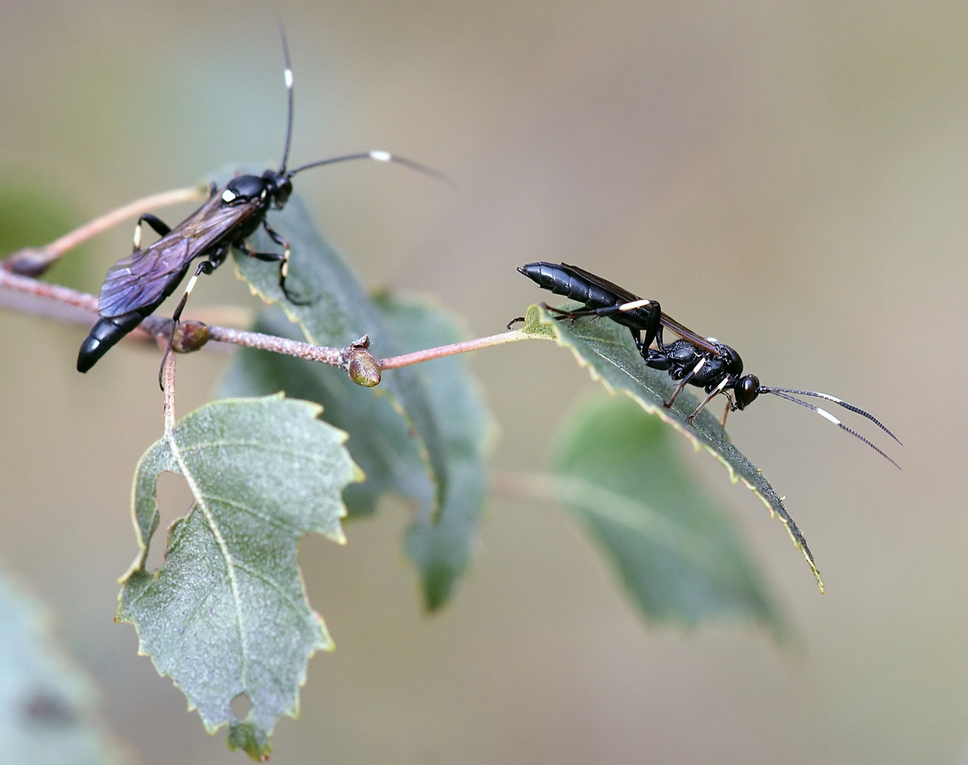 Stenichneumon militarius - Schlupfwespen