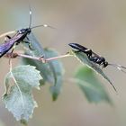 Stenichneumon militarius - Schlupfwespen