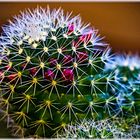 Stenocactus multicostatus