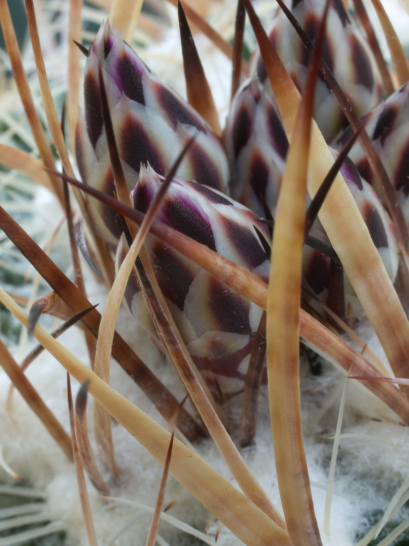 Stenocactus zacatecasensis